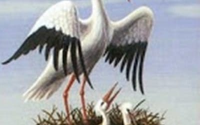 Lenormand kombinacije: Oblaci + Roda