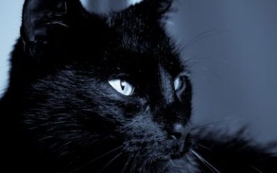 Simbolika crne mačke