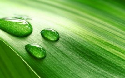 Zelena boja u astrologiji – stabilnost i mir