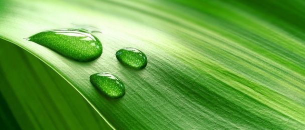 Zelena boja u astrologiji – stabilnost i mir