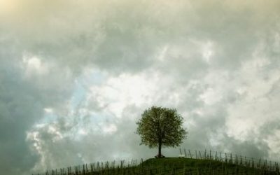 Stabla kroz astrologiju