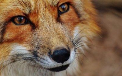 Koju životinju su nam zvijezde namjenile prema datumu rođenja?