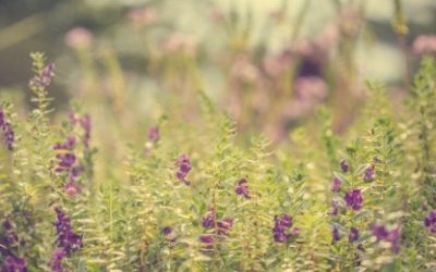 Upitno je gdje zapravo završava prošlost, a započinje budućnost?