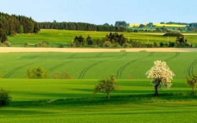 Sijanje, sađenje, presađivanje