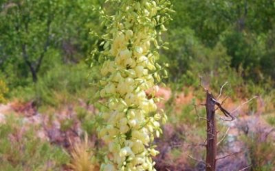 Biljke koje se dobro podnose i međusobno potpomažu razvoj