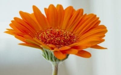 Gatanje iz kave – značenje simbola C