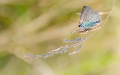 Gatanje iz kave – značenje simbola L