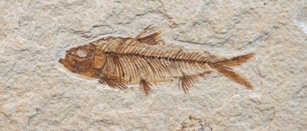 Horoskopski znak - riba