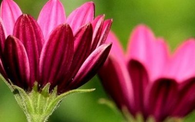 Cvijetni zodijak – cvijeće prema horoskopu