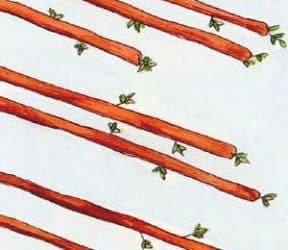 Značenje tarot karte Osmica štapova