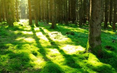 Štetnim utjecajima sunca doskočite dobrom kombinacijom nutrijentima i antioksidansa!