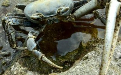 Četvrti astrološki znak: Rak