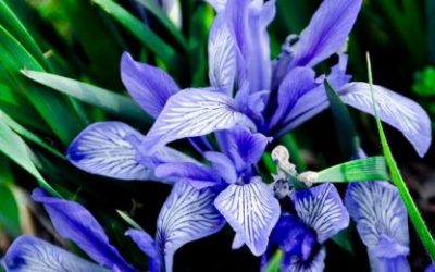 Cvijeće prema horoskopskom znaku