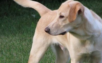 Pas – značenje psa u kineskom horoskopu