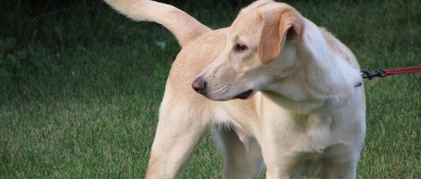 Pas - značenje psa u kineskom horoskopu