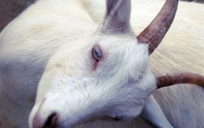 Koza – značenje koze u kineskom horoskopu