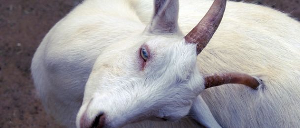 Koza - značenje koze u kineskom horoskopu