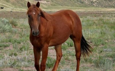 Konj – značenje konja u kineskom horoskopu
