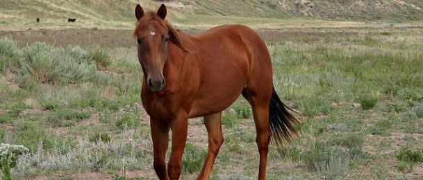 Konj - značenje konja u kineskom horoskopu