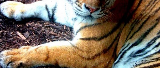 Tigar - značenje tigra u kineskom horoskopu