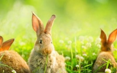 Zečevi i kineski horoskop