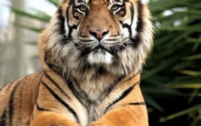 Zmajevi kineskog horoskopa