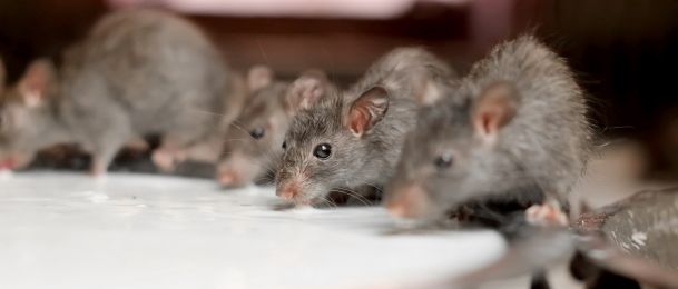 Kineski horoskop o štakorima