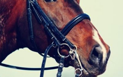 Što je to kineski horoskop?