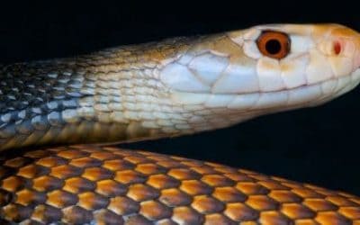 Zmije kineskog horoskopa