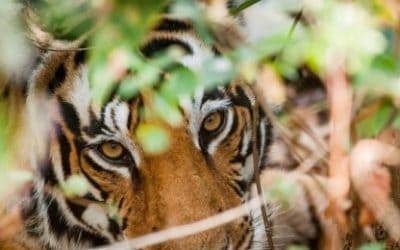 Tigar na poslu