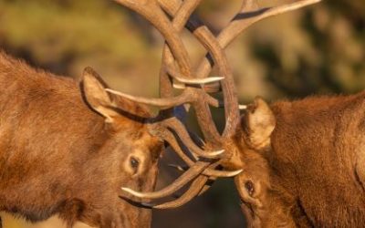 Zodijak i svađanje – bik