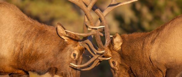 Zodijak i svađanje – bik