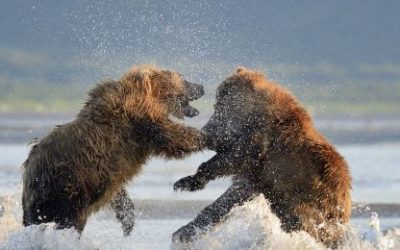 Zodijak i svađanje – blizanci