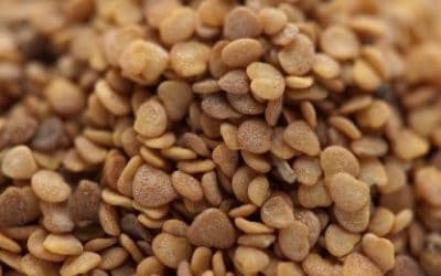 Ashwaganda – ljekovita biljka