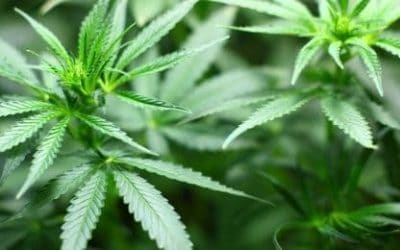 Utjecaj marihuane na migrene