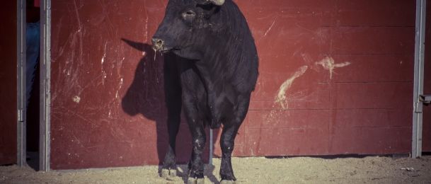 BIK, TIGAR I ZEC - KINESKI HOROSKOP za kraj 2015.e!