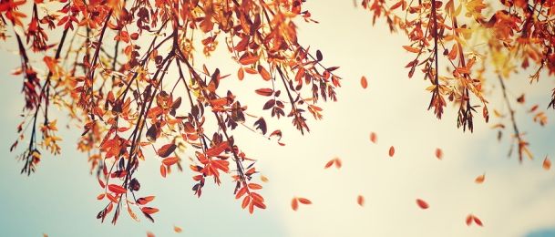 Čitanje sudbine iz palminog lišća