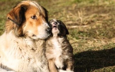 Kako liječiti ljubimce?