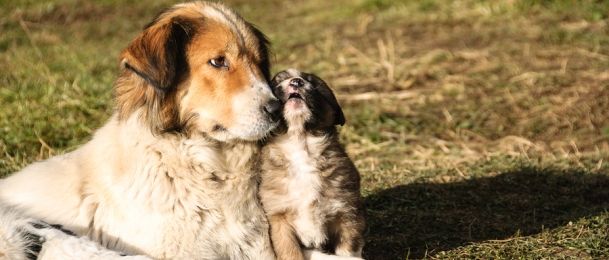 Kako liječiti ljubimce?