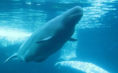 Nevjerojatne priče o životinjama koje su spasile ljudski život