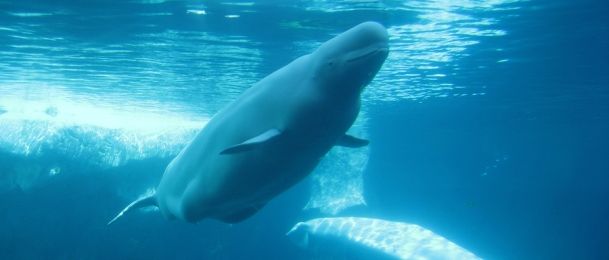 Nevjerojatne priče o životinjama koje su spasile ljudski život