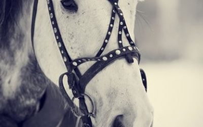 PIJETAO, PAS, ZMIJA I KONJ – KINESKI HOROSKOP za kraj 2015.e