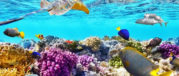 Čudesna moć koralja