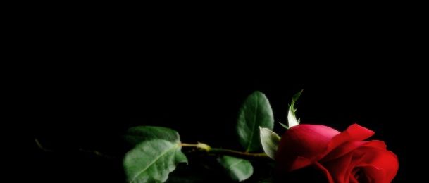 Čarobna crvena ruža