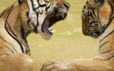 Tigar