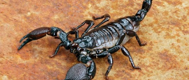 Mamoskop - mama škorpion
