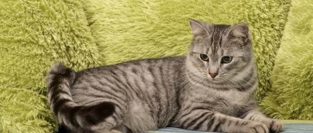 Čupavci čuvaju zdravlje: Kako mačke mogu poboljšati vaš život