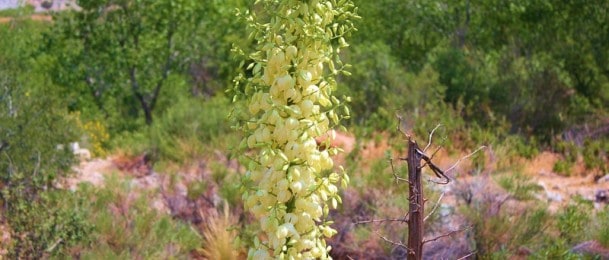 Nepogrešivi lijek za bolesne biljke i drveće