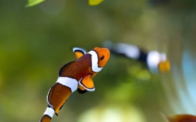 Poznate osobe u znaku riba