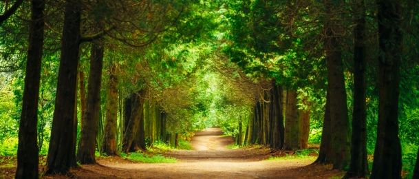 Drveće može liječiti